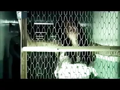泼黑头发吸公鸡的泼妇